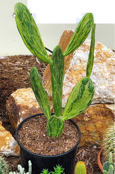 Prickly Pear Variegated Opuntia Cactus